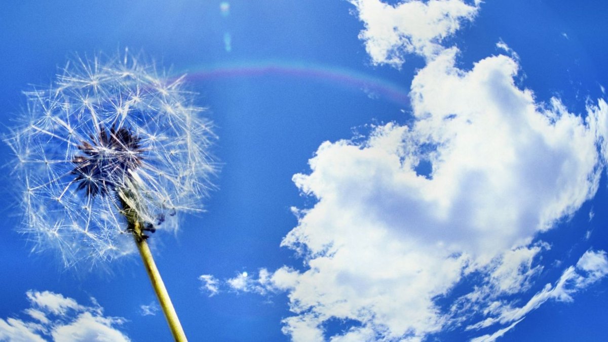 Одуванчик небо