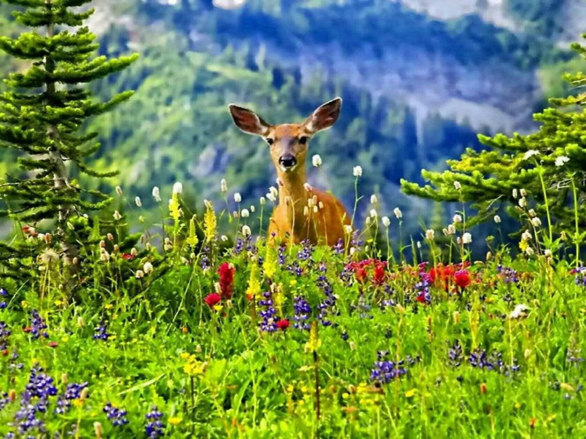 Красивая природа животные