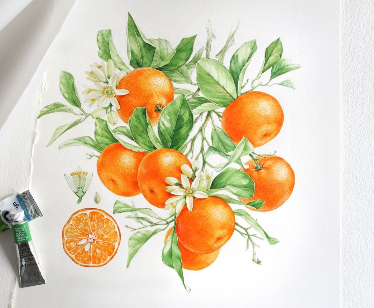 Апельсин иллюстрация