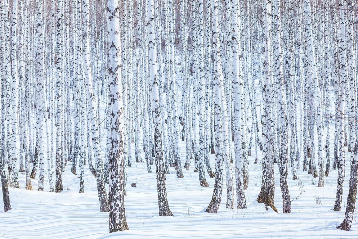 Лес из сказки