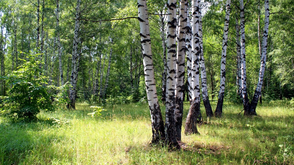 Патакинская Березовая роща
