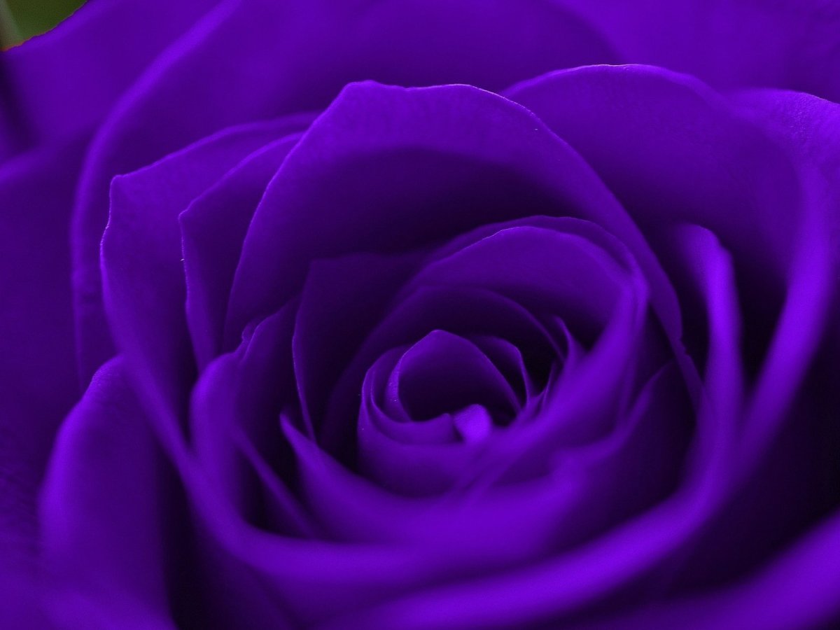 Роза фиолет вельвет