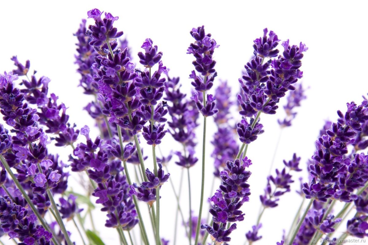 Лаванда Lavandula Vera