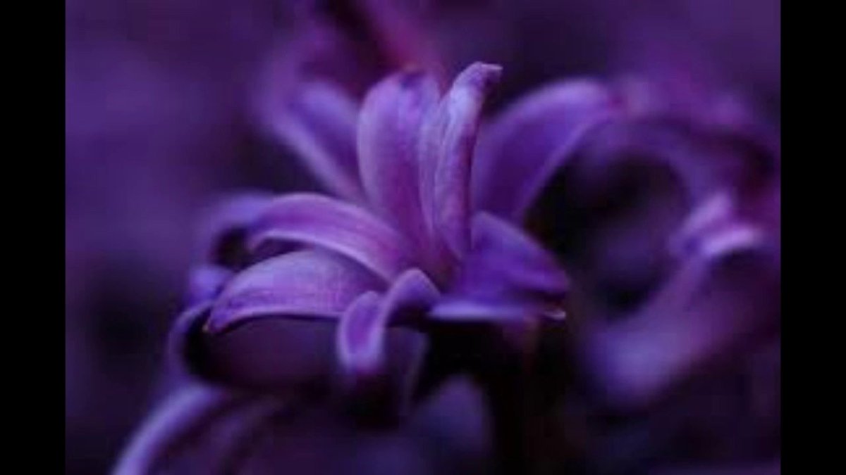 Глубокий сиреневый цвет