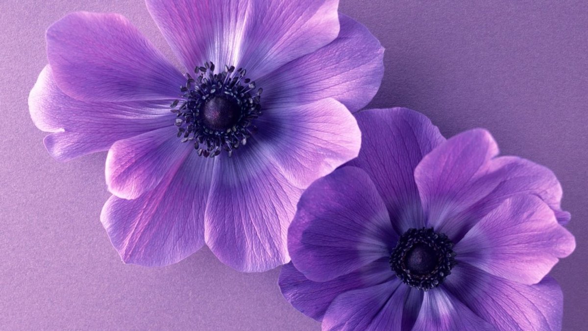 Фиолетовые обои на телефон