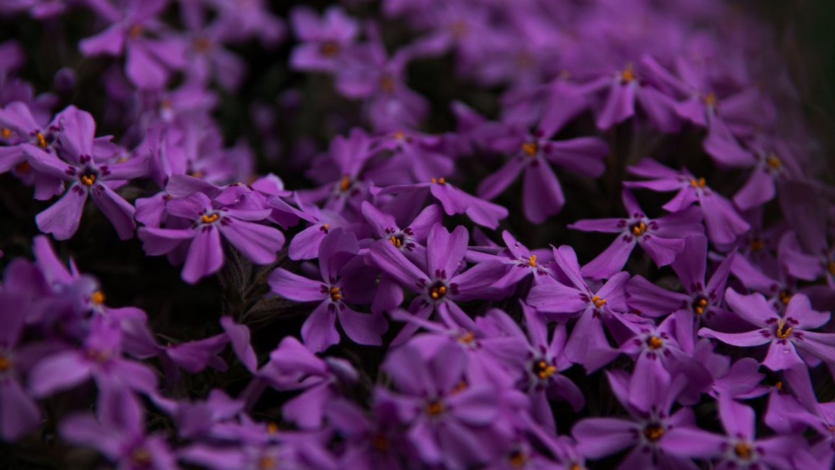 Фиолетовый цветок с тремя лепестками