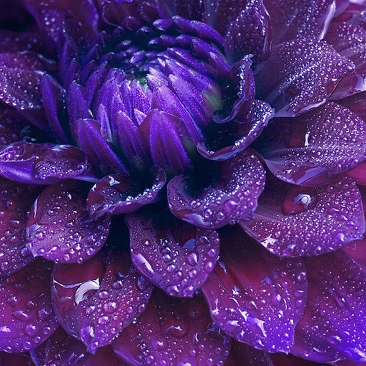 Георгины темно-сиреневые