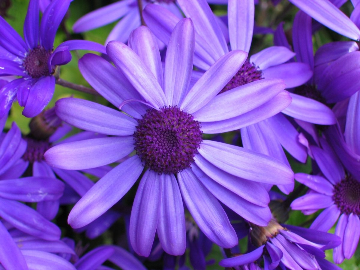 Фиолетовые цветы