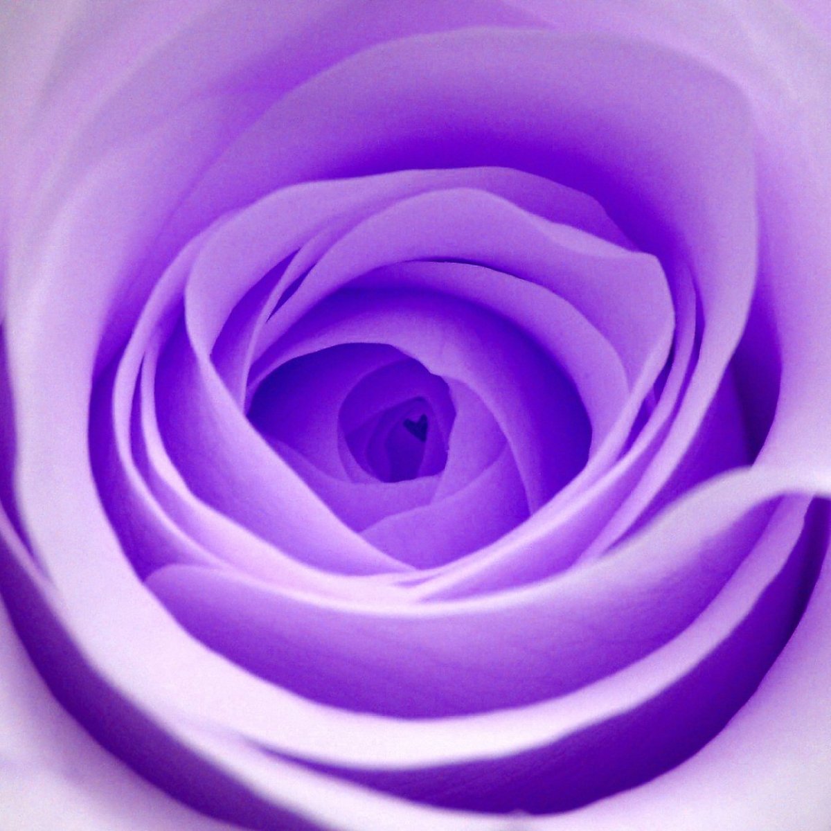 Фиолетовые цветы zxc