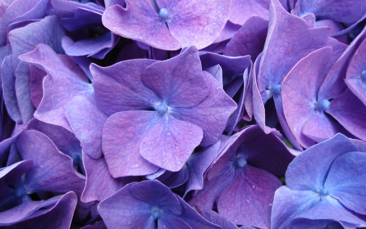 Сиреневый цвет