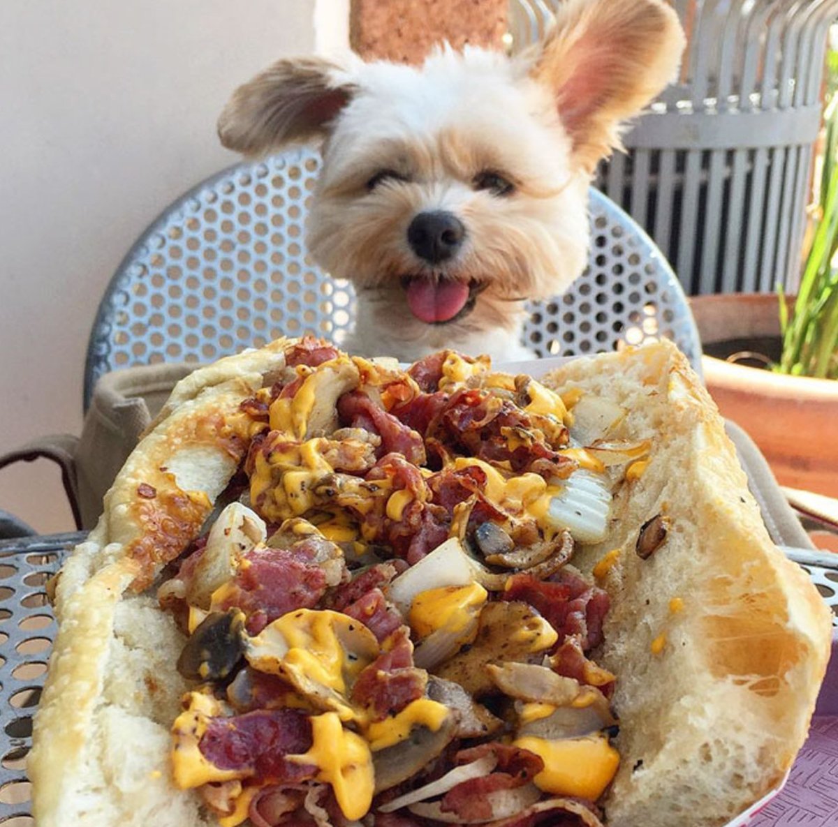 Собачка с едой