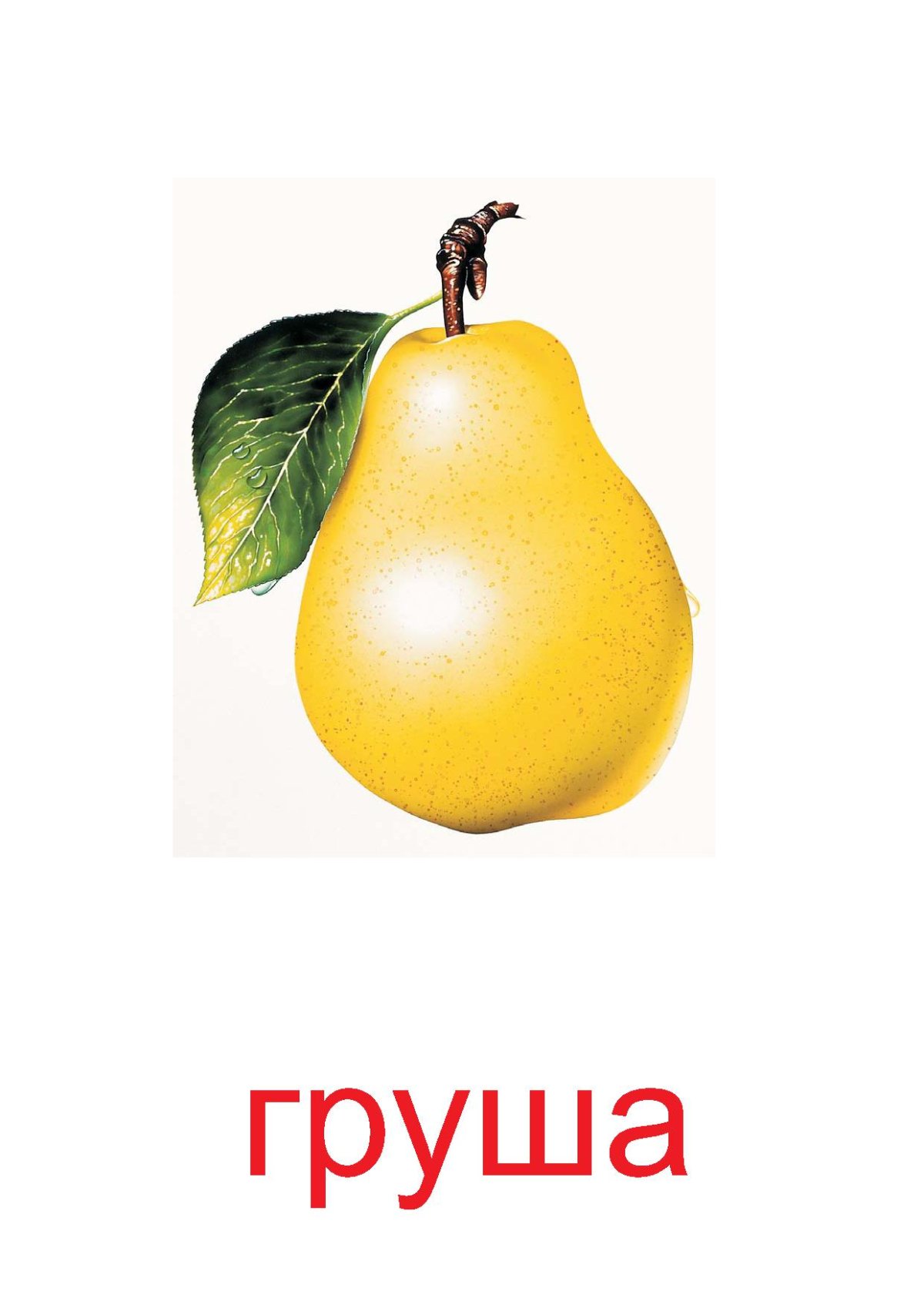 Карточки с изображением фруктов и овощей