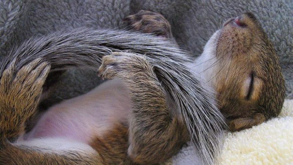 Спокойной ночи щенок