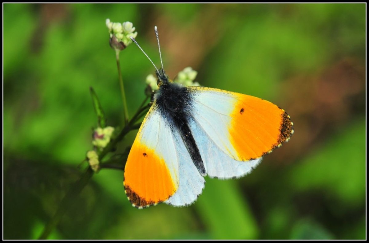 Зорька обыкновенная бабочка