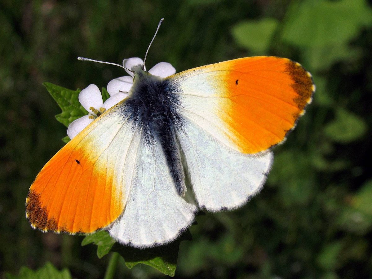 Зорька обыкновенная бабочка
