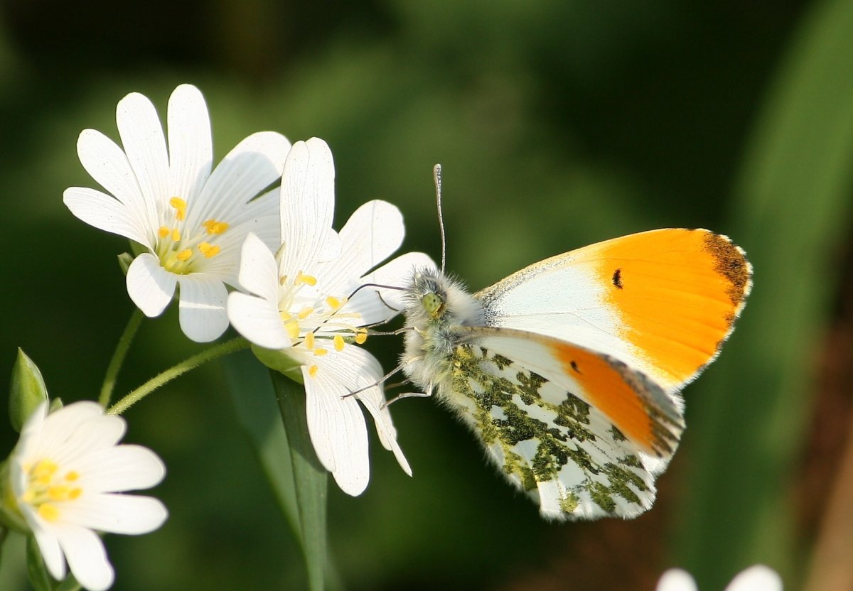 Зорька белая бабочка красная книга