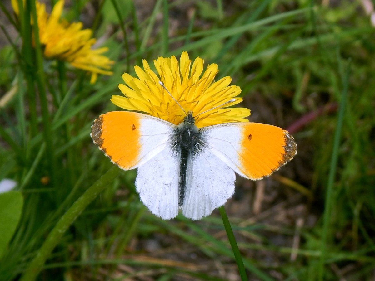Зорька Зегрис фото