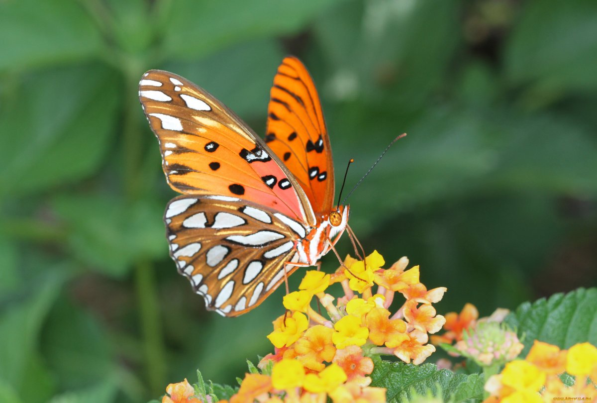 Бабочка Зорька картинка