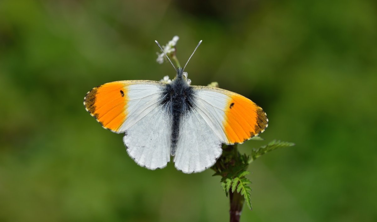 Зорька бабочка 2 класс