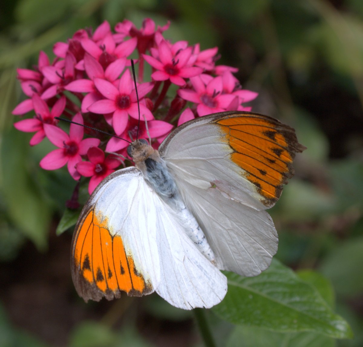 Зорька обыкновенная бабочка