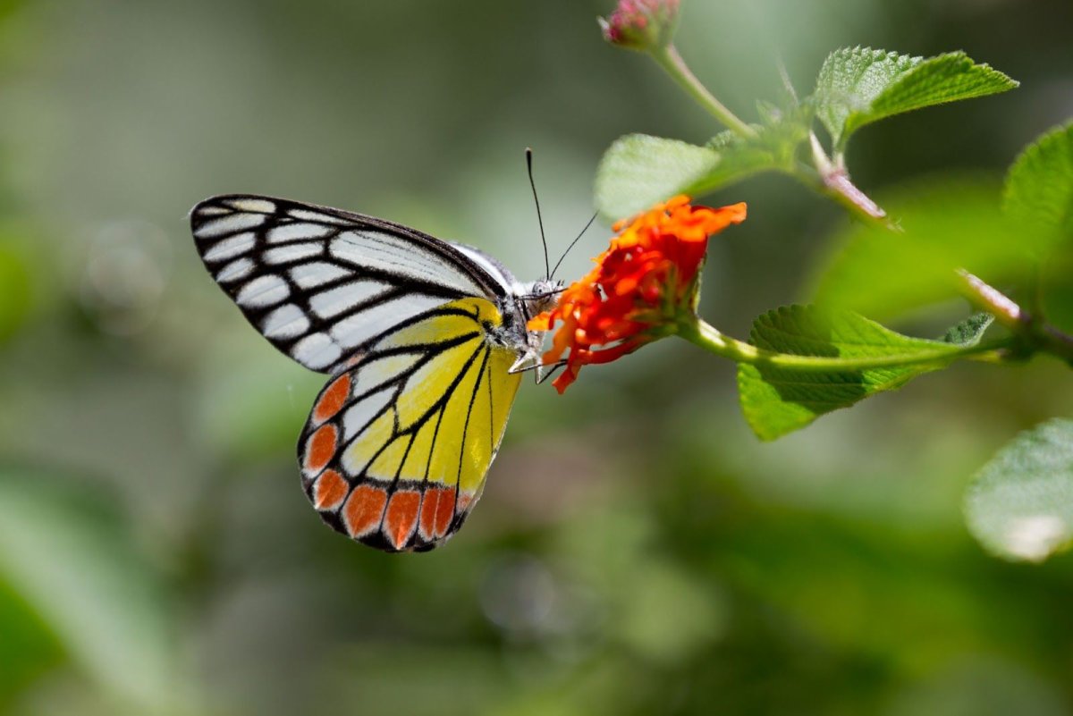 Оранжевый парусник бабочка