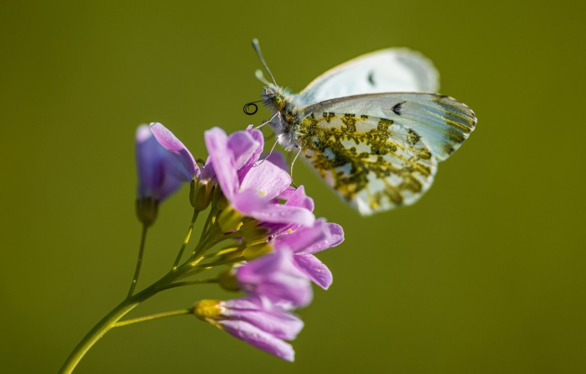 Бабочка Зорька на цветах