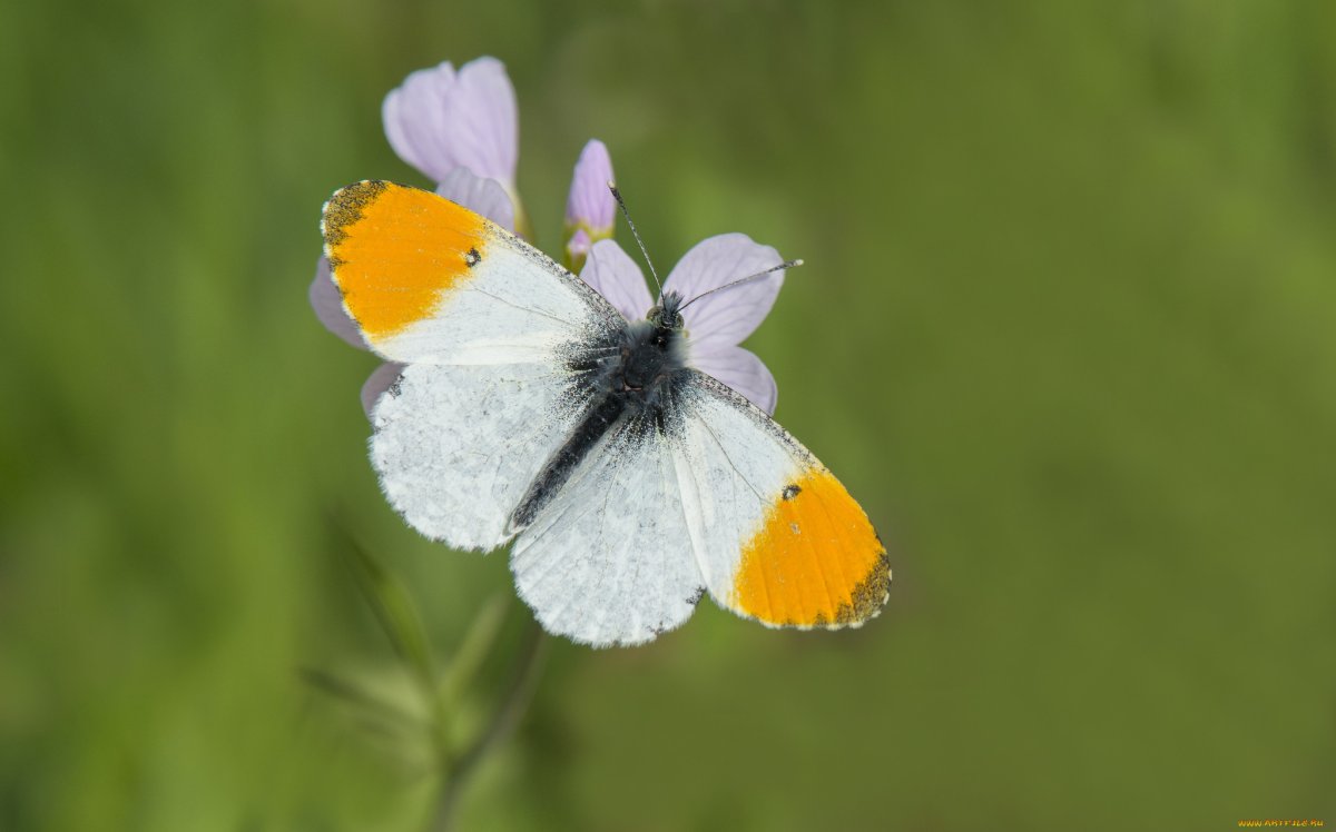 Бабочка Белянка Зорька