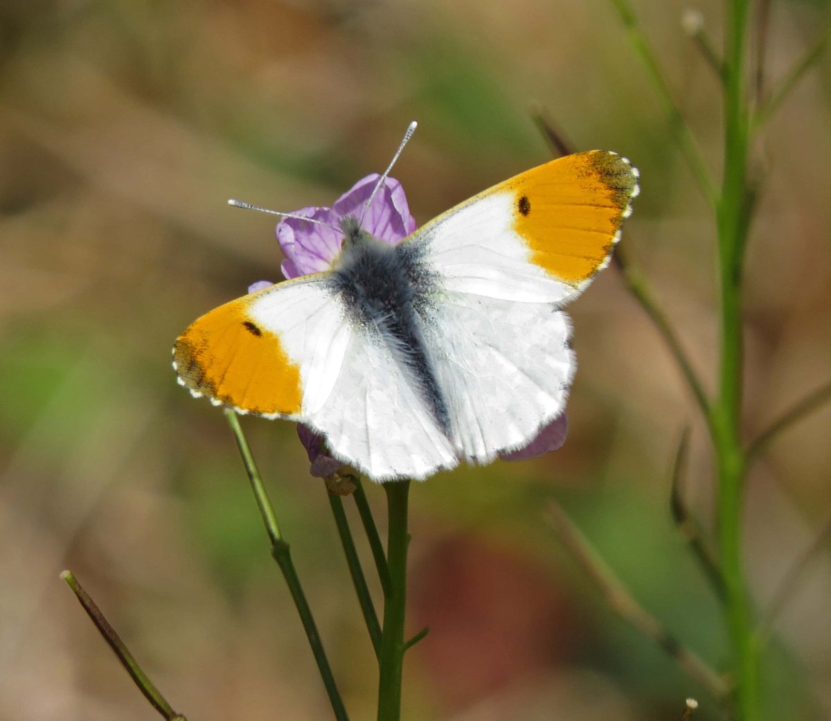 Бабочка Зорька