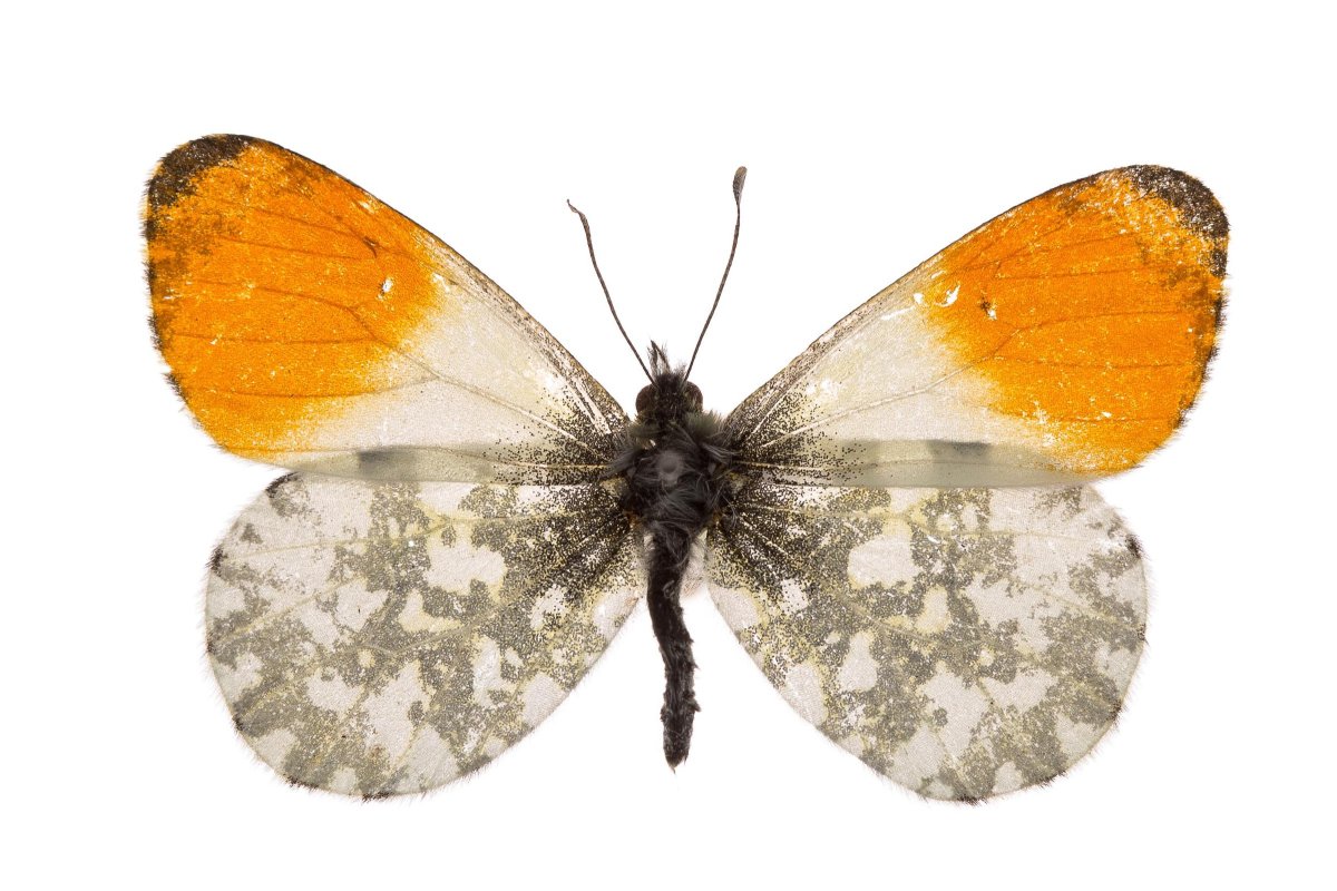 Зорька обыкновенная бабочка