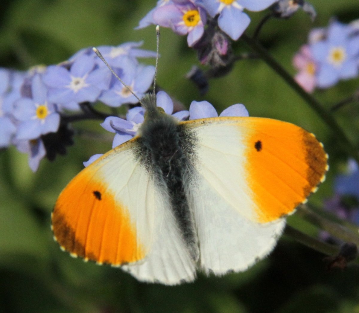 Белянка Зорька