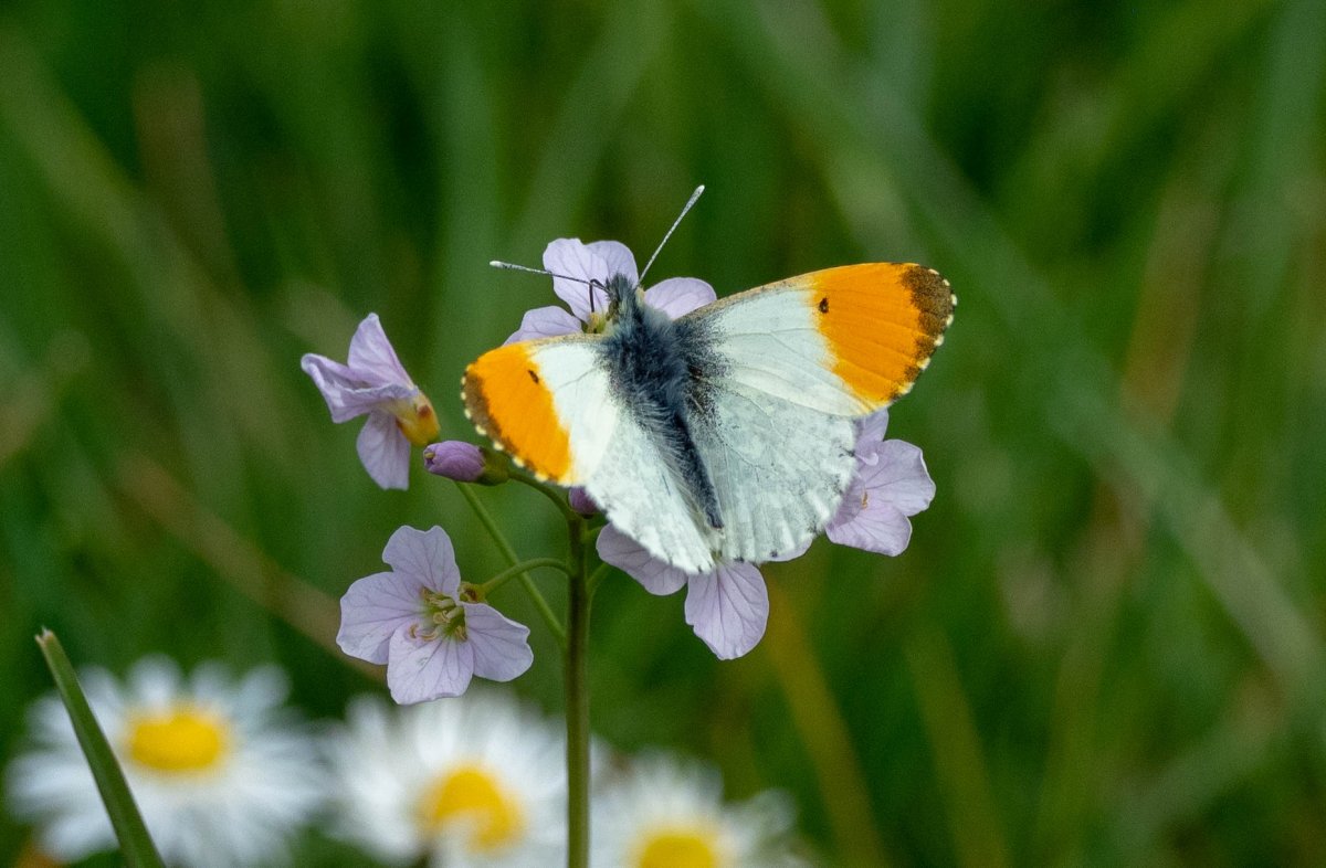 Бабочка Зорька- Аврора