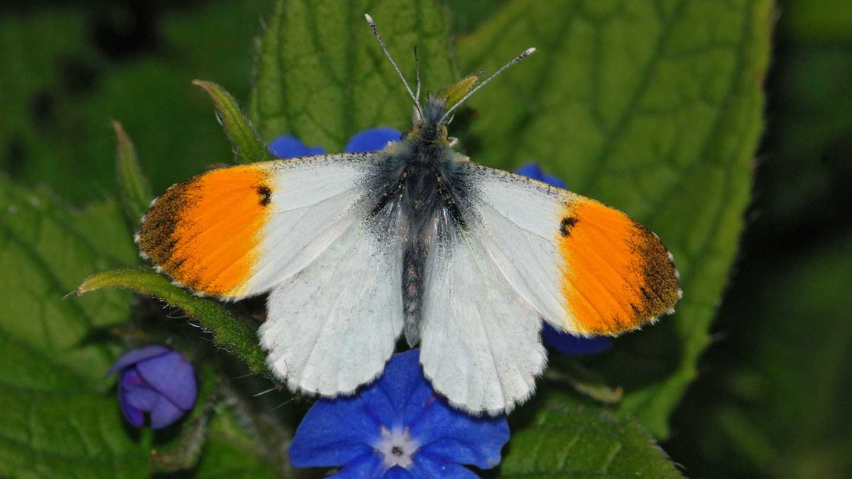 Бабочка Зорька- Аврора