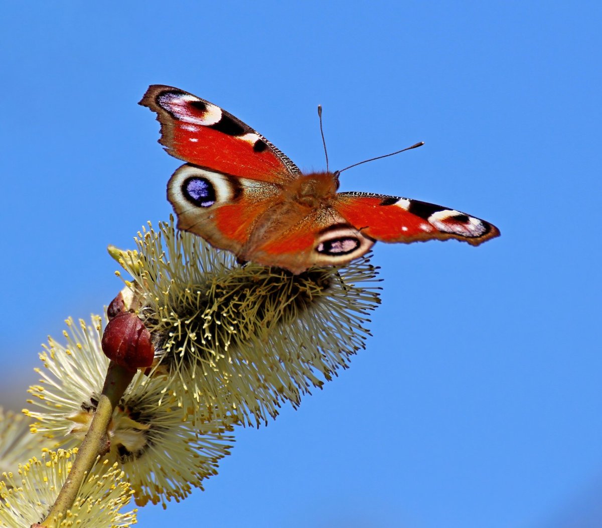 Дневной павлиний глаз