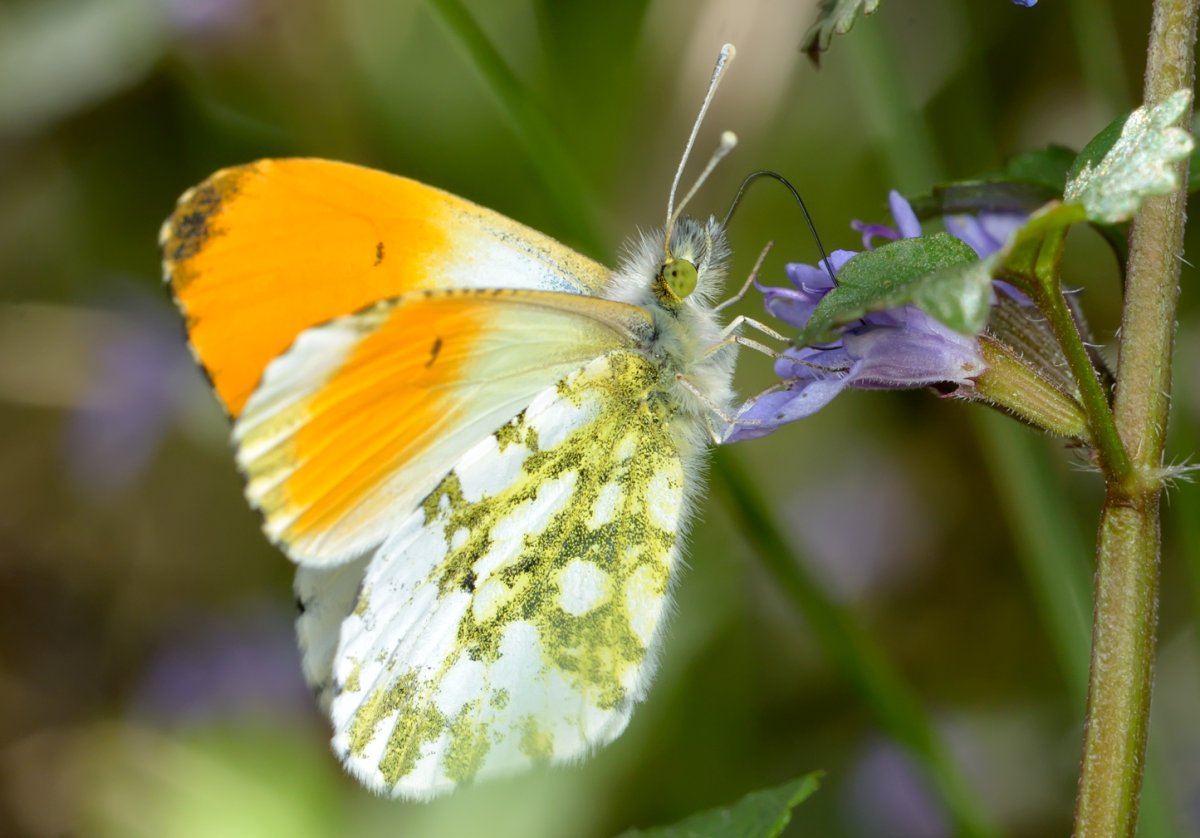Бабочки пестрянка желтушка Зорька голубянка
