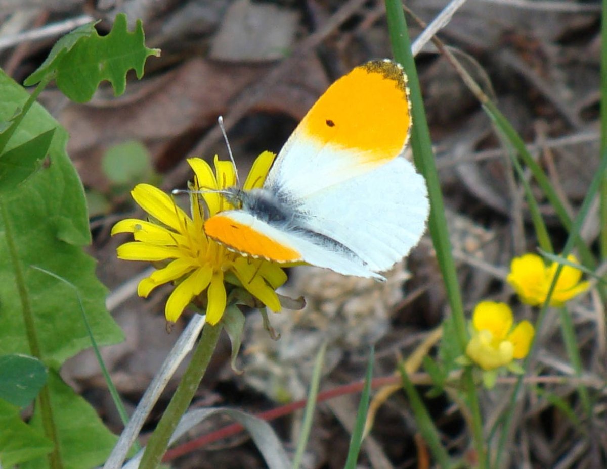 Бабочка Зорька- Аврора