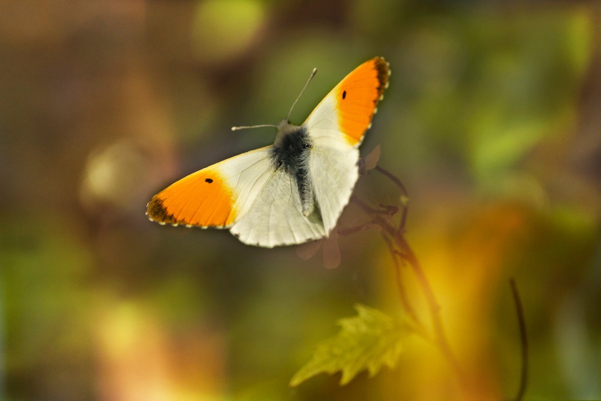 Бабочка Зорька