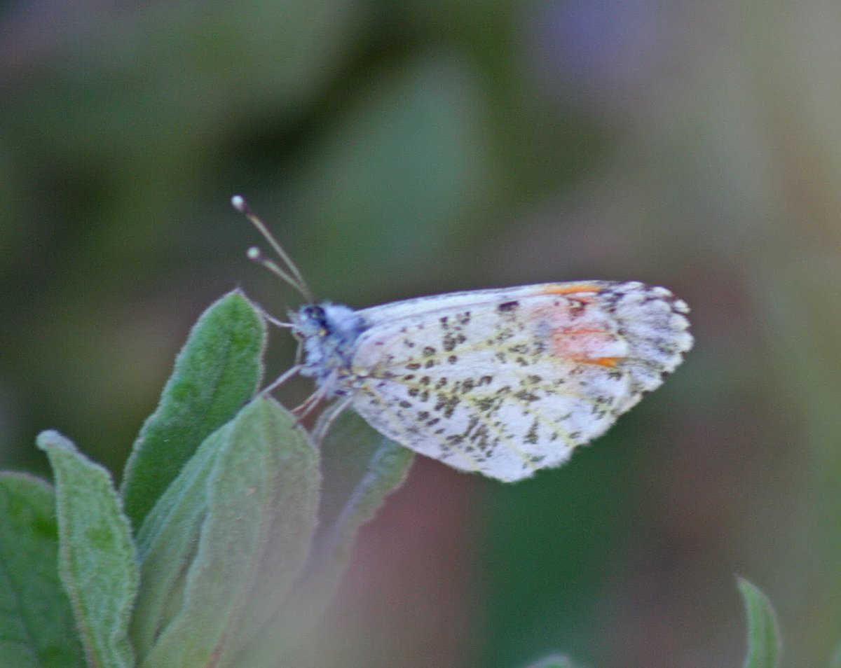 Зорька бабочка атлас