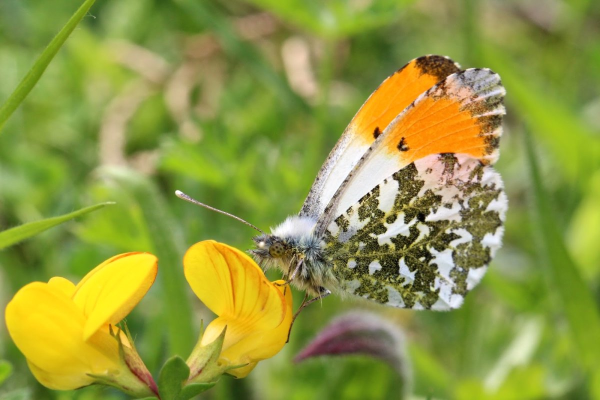 Бабочка Зорька