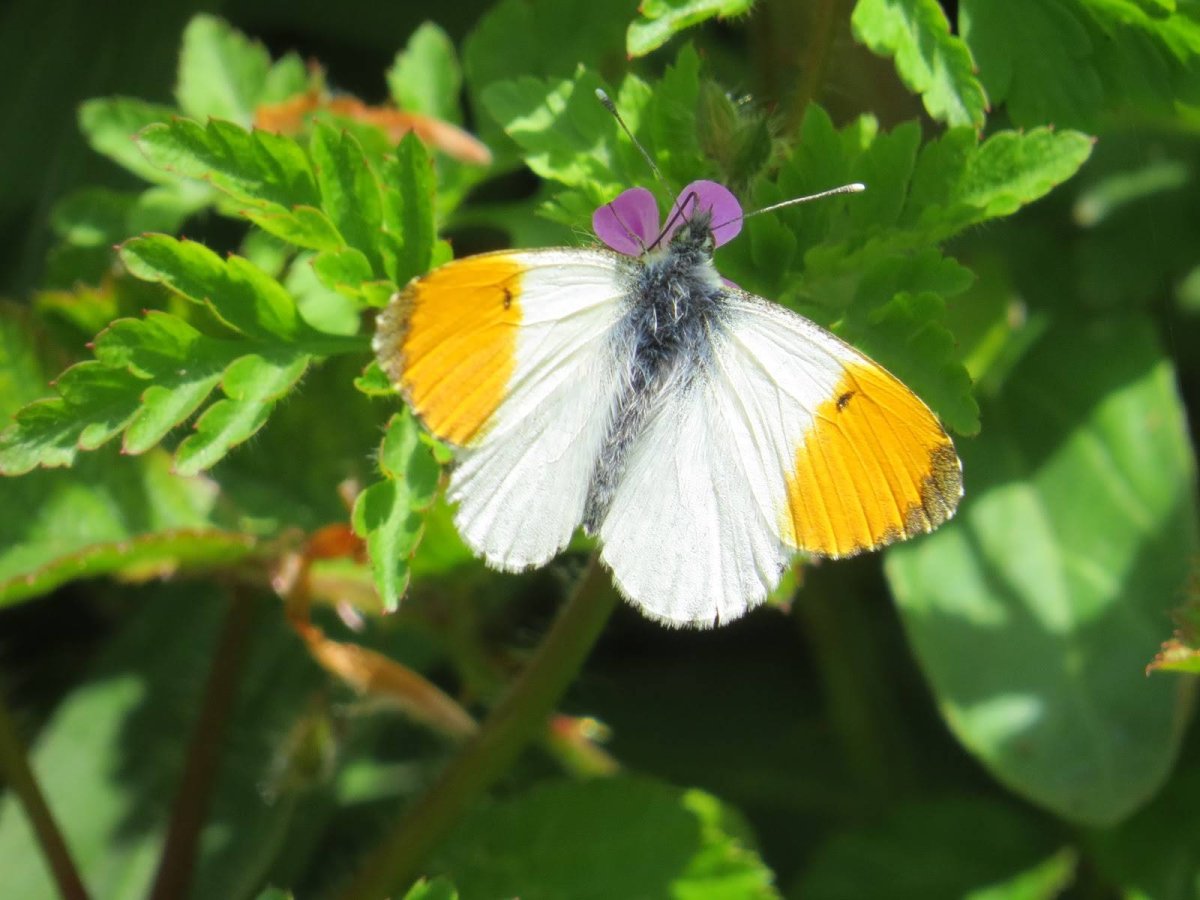 Бабочка Зорька- Аврора