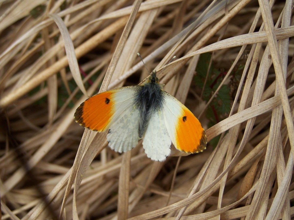 Зорька бабочка Зорька