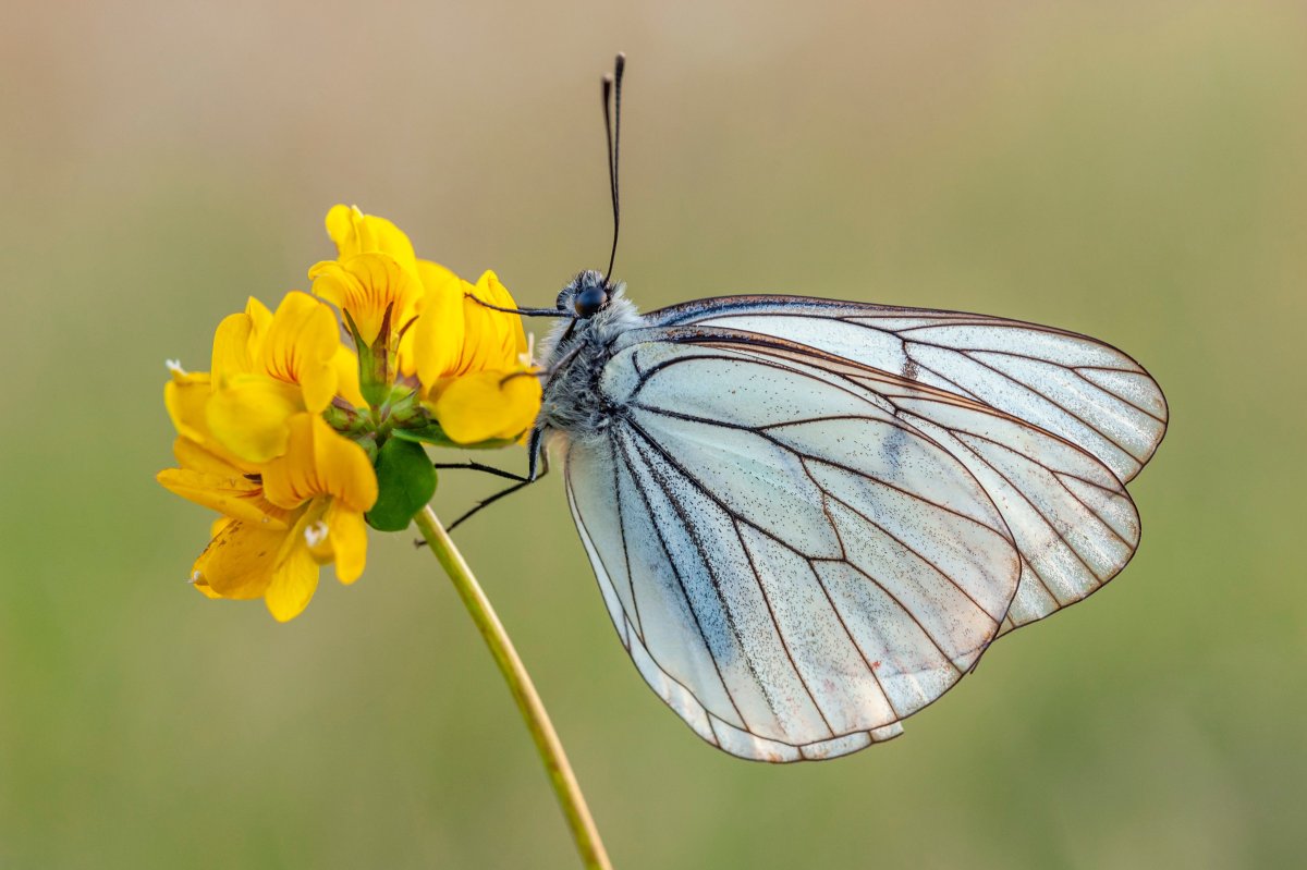 Обои на рабочий стол лето бабочки