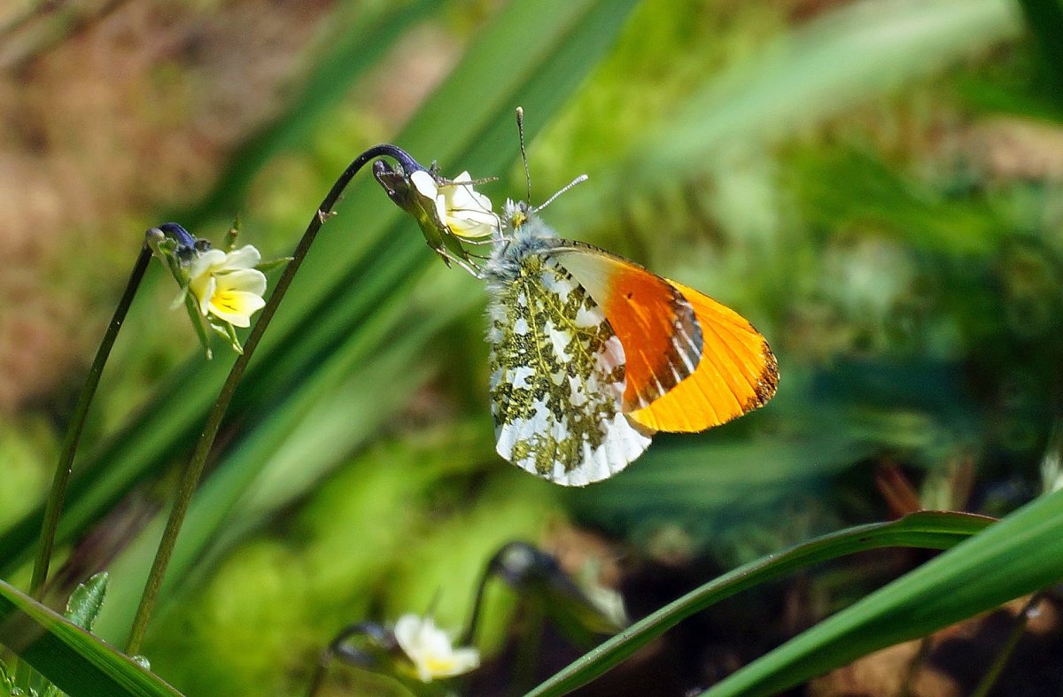 Бабочка Зорька- Аврора