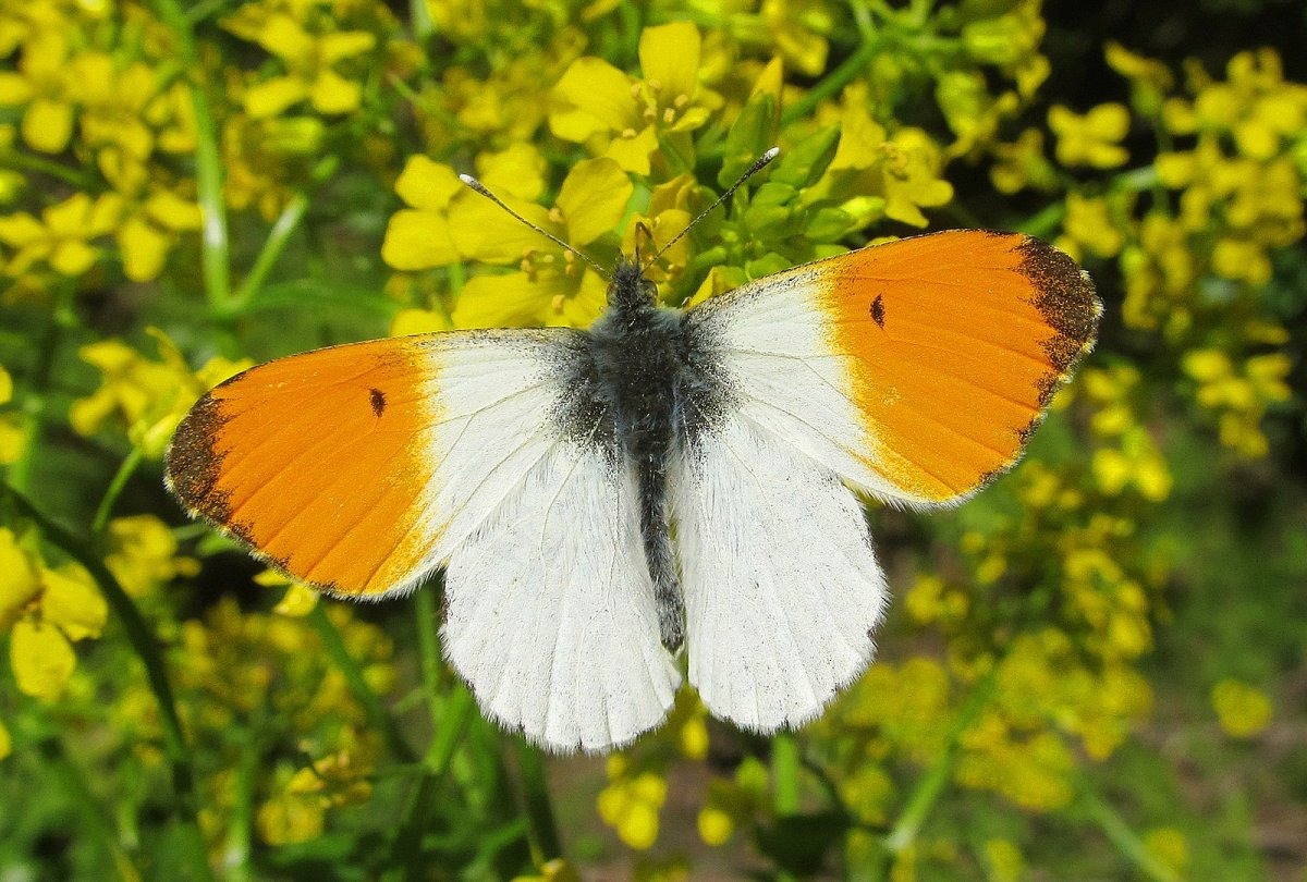 Бабочка Белянка Зорька