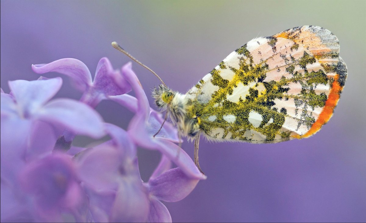 Враги бабочек в природе