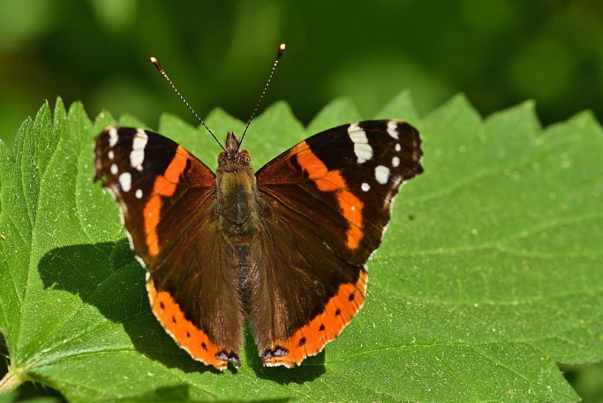 Лимонница голубянка Икар желтушка Луговая Зорька
