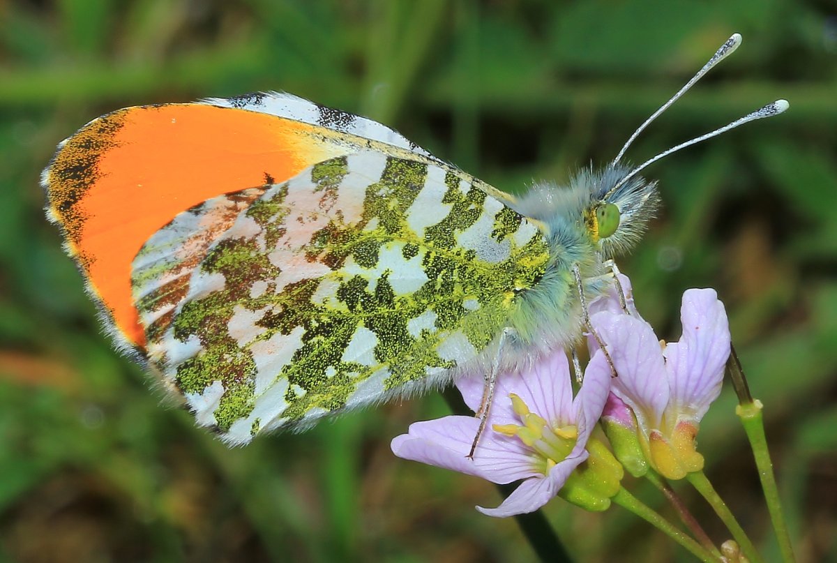 Краснокнижная бабочка Адмирал