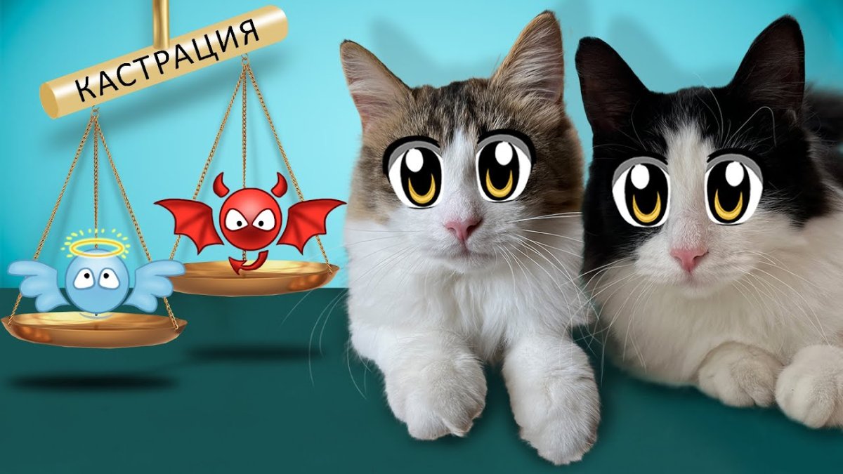 Анука давайка кошка Иса