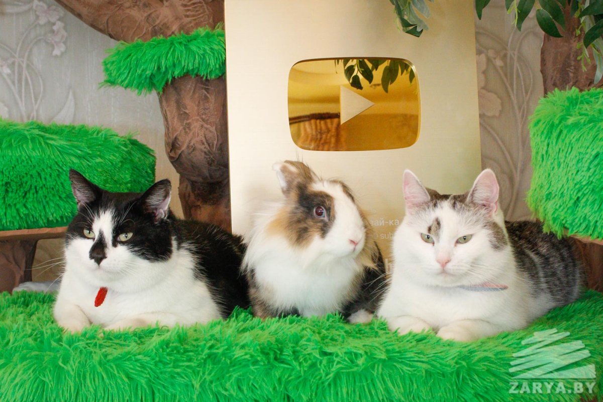 А ну ка давайка Мурка