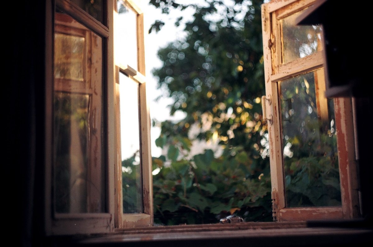 Вид из окна цветы