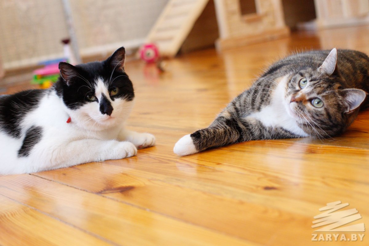 Кошка Мурка Анука давайка